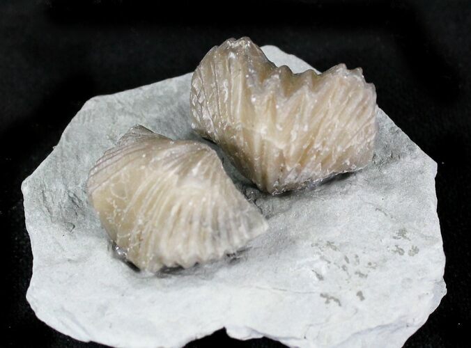 Pair Of Fossil Brachiopods (Platystrophia) - Indiana #23325